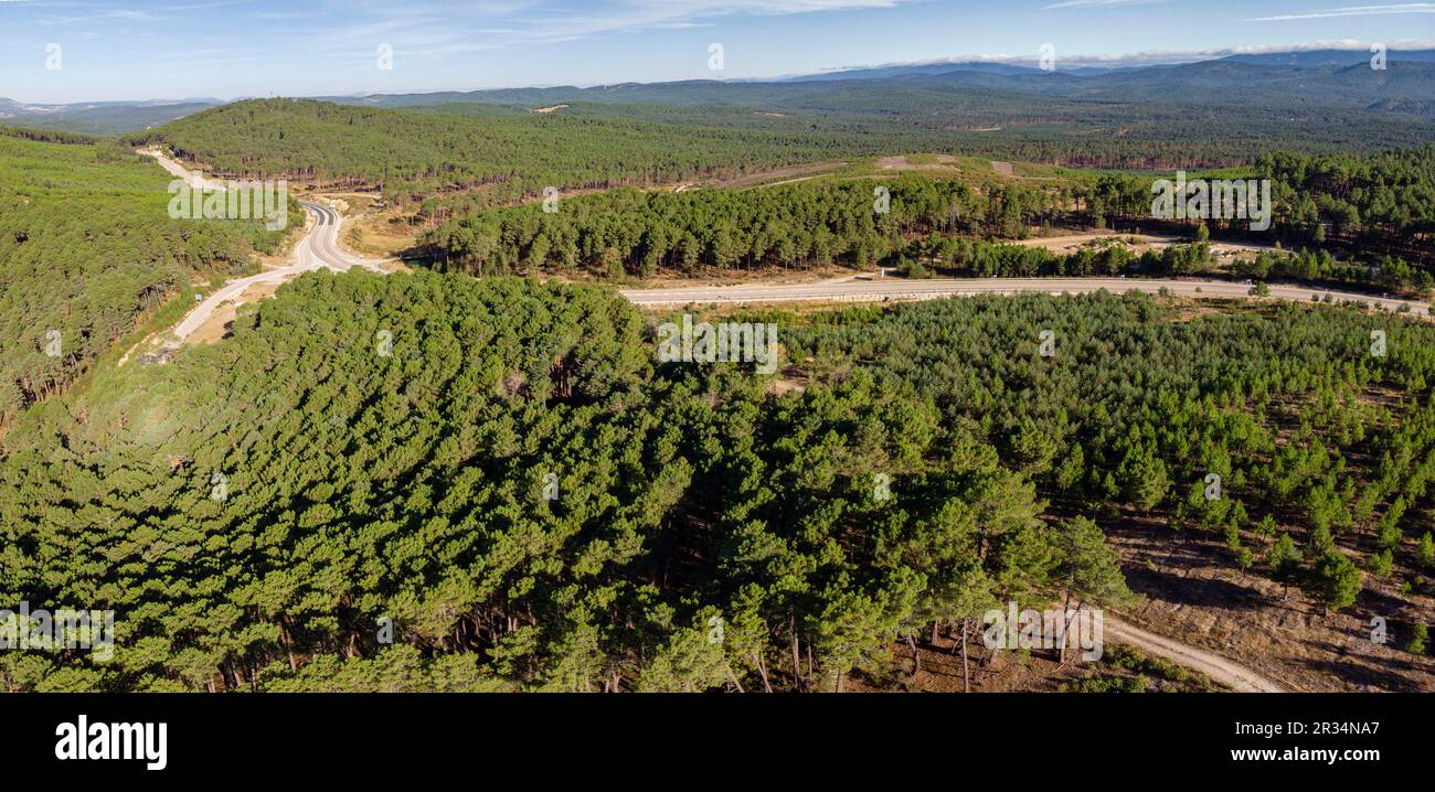 repoblacion de bosque de pino silvestre , Pinus sylvestris,Navaleno, Soria, Comunidad Autónoma de Castilla, Spain, Europe. Stock Photo