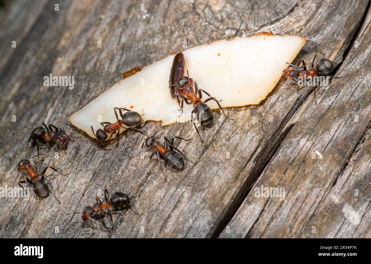 Forestants, these tiny environmental architects showcase teamwork Stock Photo