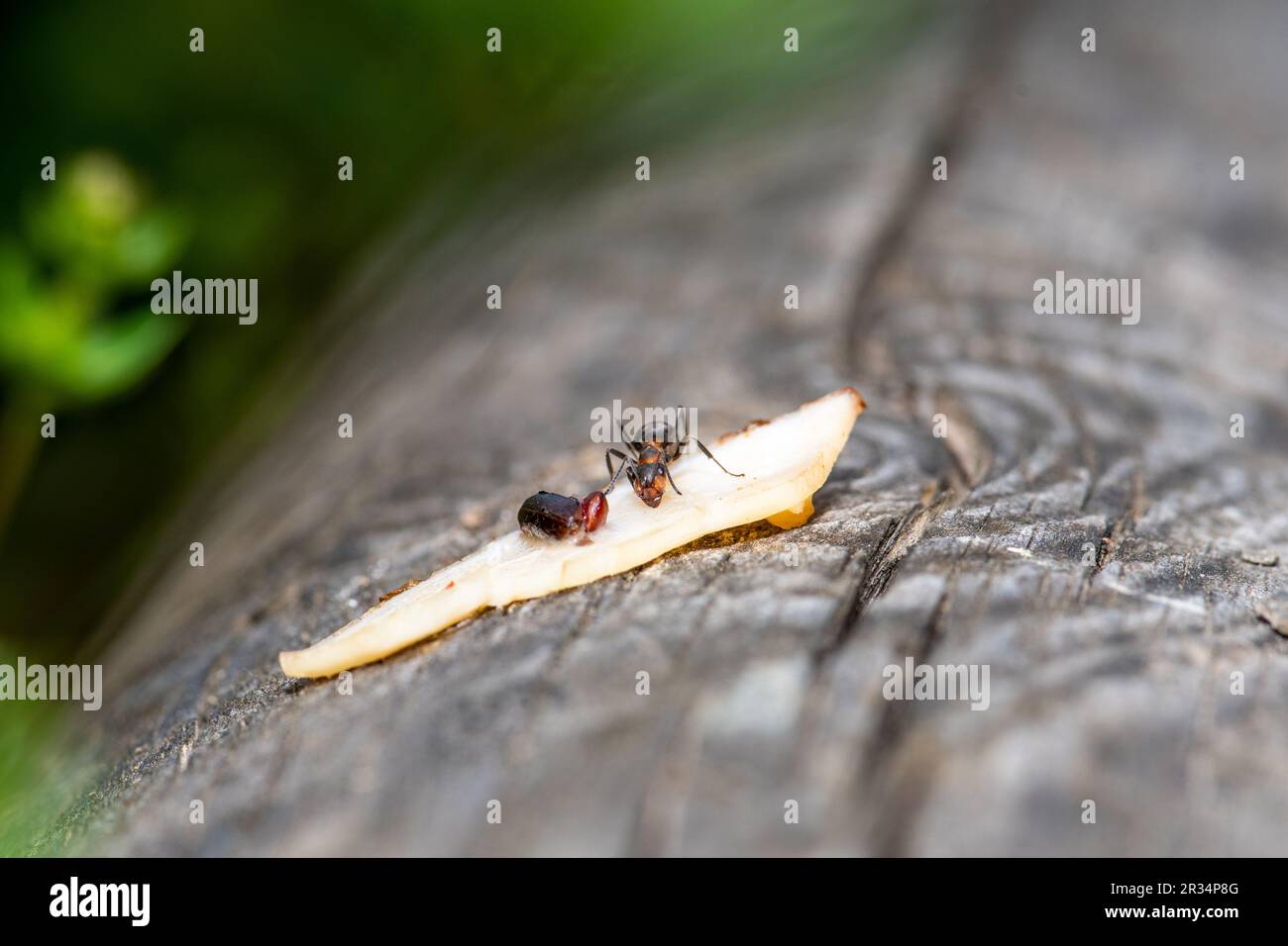 Forestants, these tiny environmental architects showcase teamwork Stock Photo