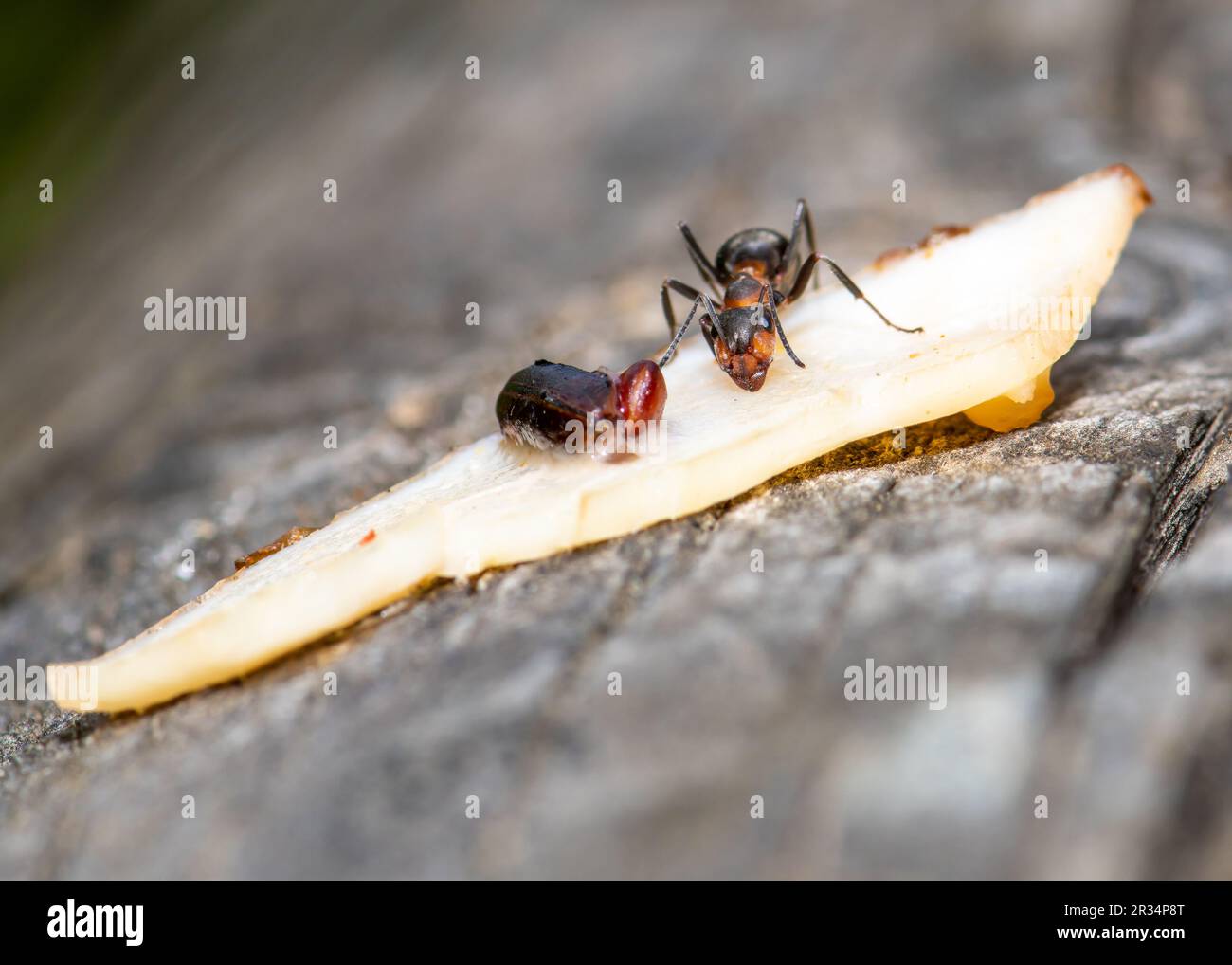 Forestants, these tiny environmental architects showcase teamwork Stock Photo