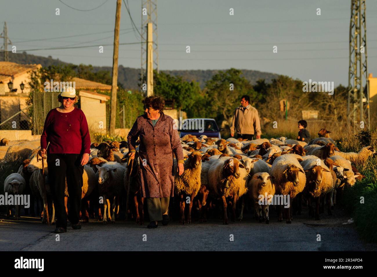rebaño de ovejas, llucmajor, mallorca, islas baleares, españa, europa. Stock Photo