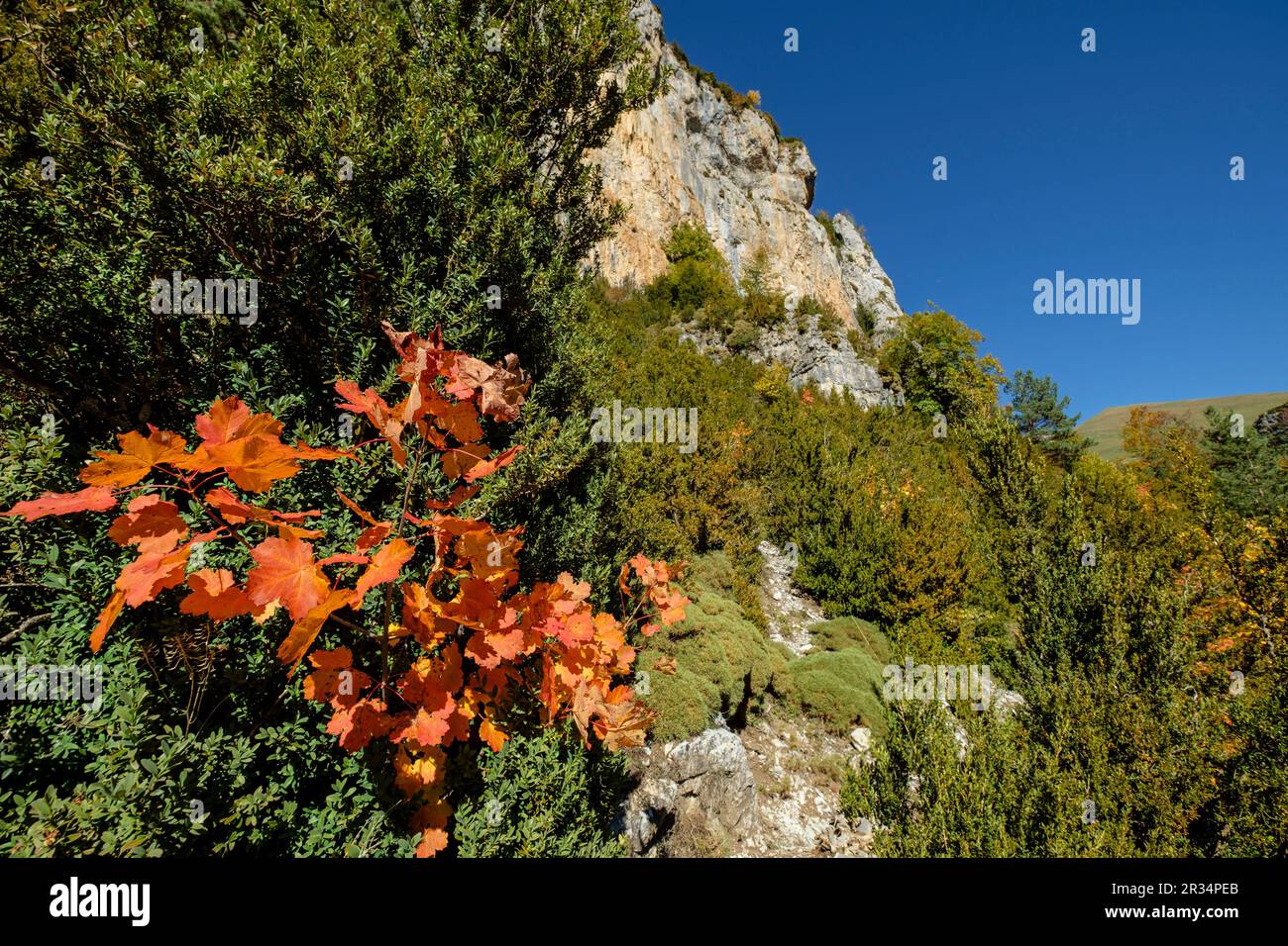 barranco de la Pardina, parque nacional de Ordesa y Monte Perdido, comarca del Sobrarbe, Huesca, Aragón, cordillera de los Pirineos, Spain. Stock Photo