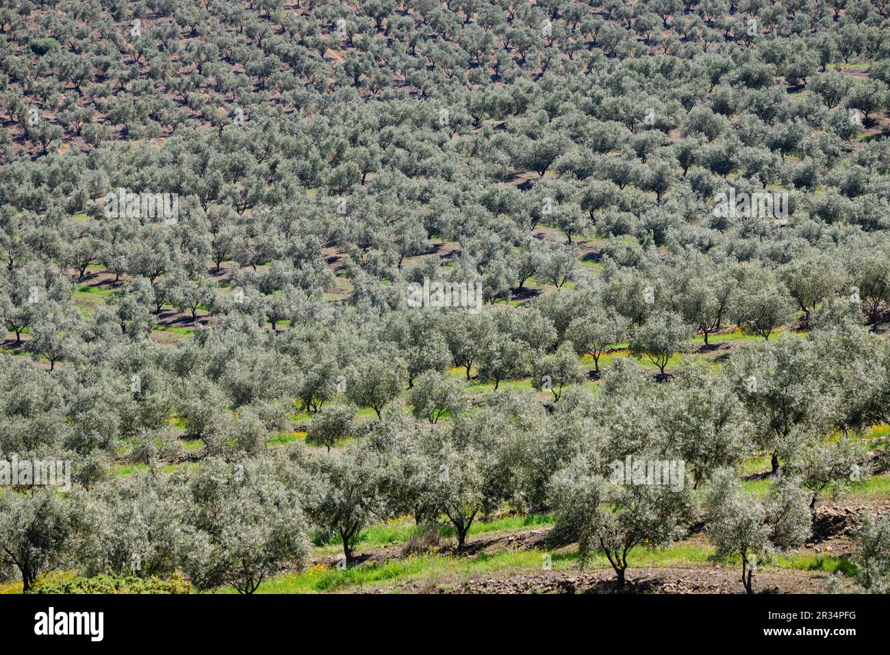 Cultivo de campo verde hi-res stock photography and images - Alamy