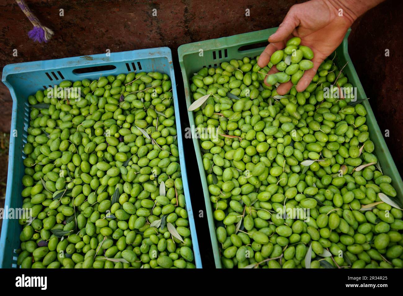 Aceituna blanca hi-res stock photography and images - Alamy