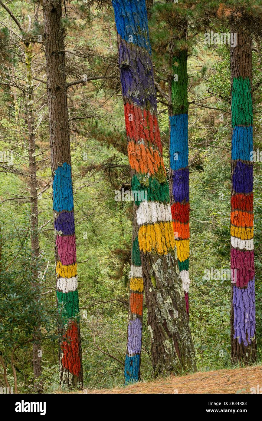 El juego del bosque hi-res stock photography and images - Alamy