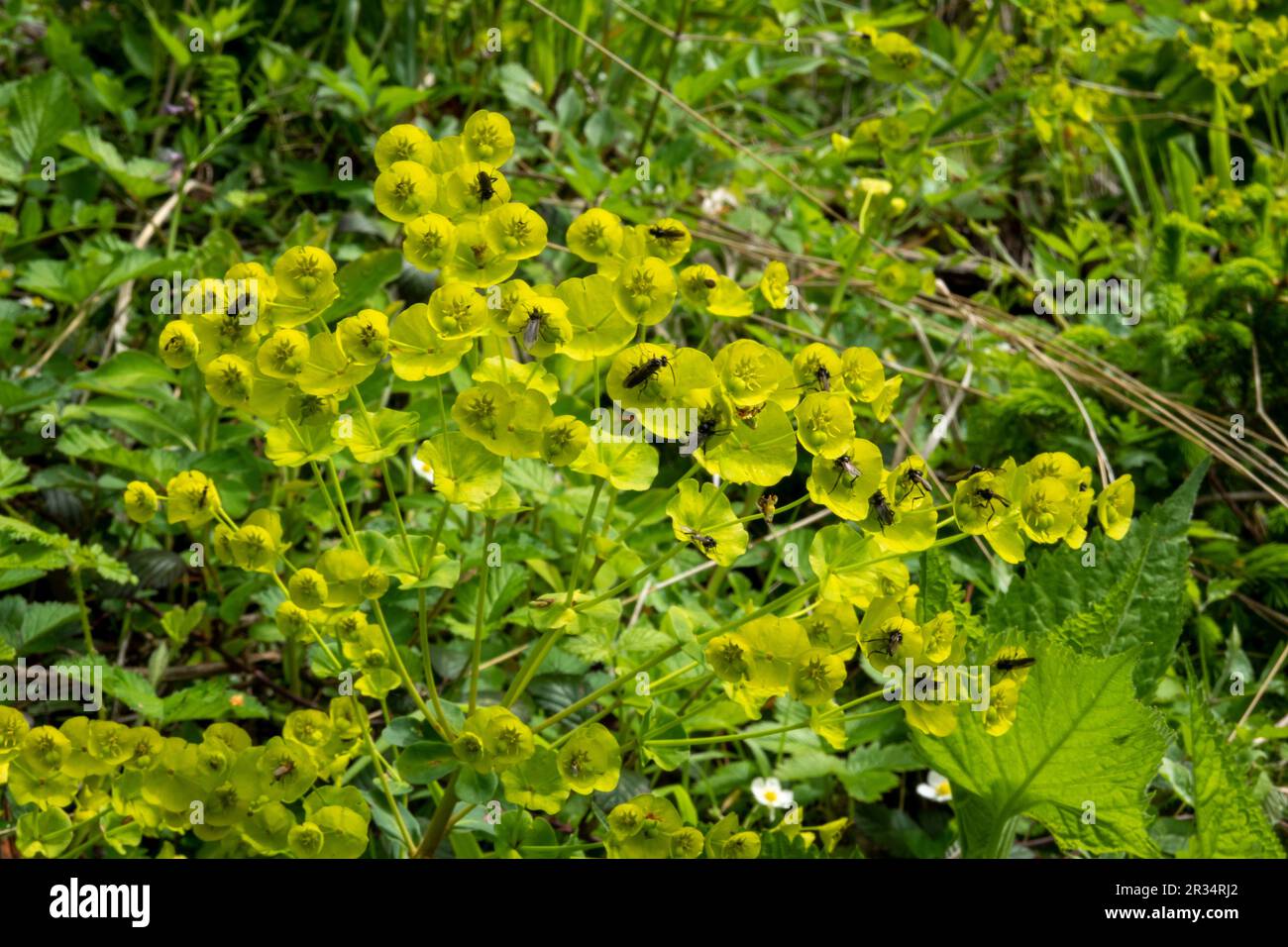 Euphorbia amygdaloides . Wood spurge . Mandelblättrige Wolfsmilch, Stock Photo