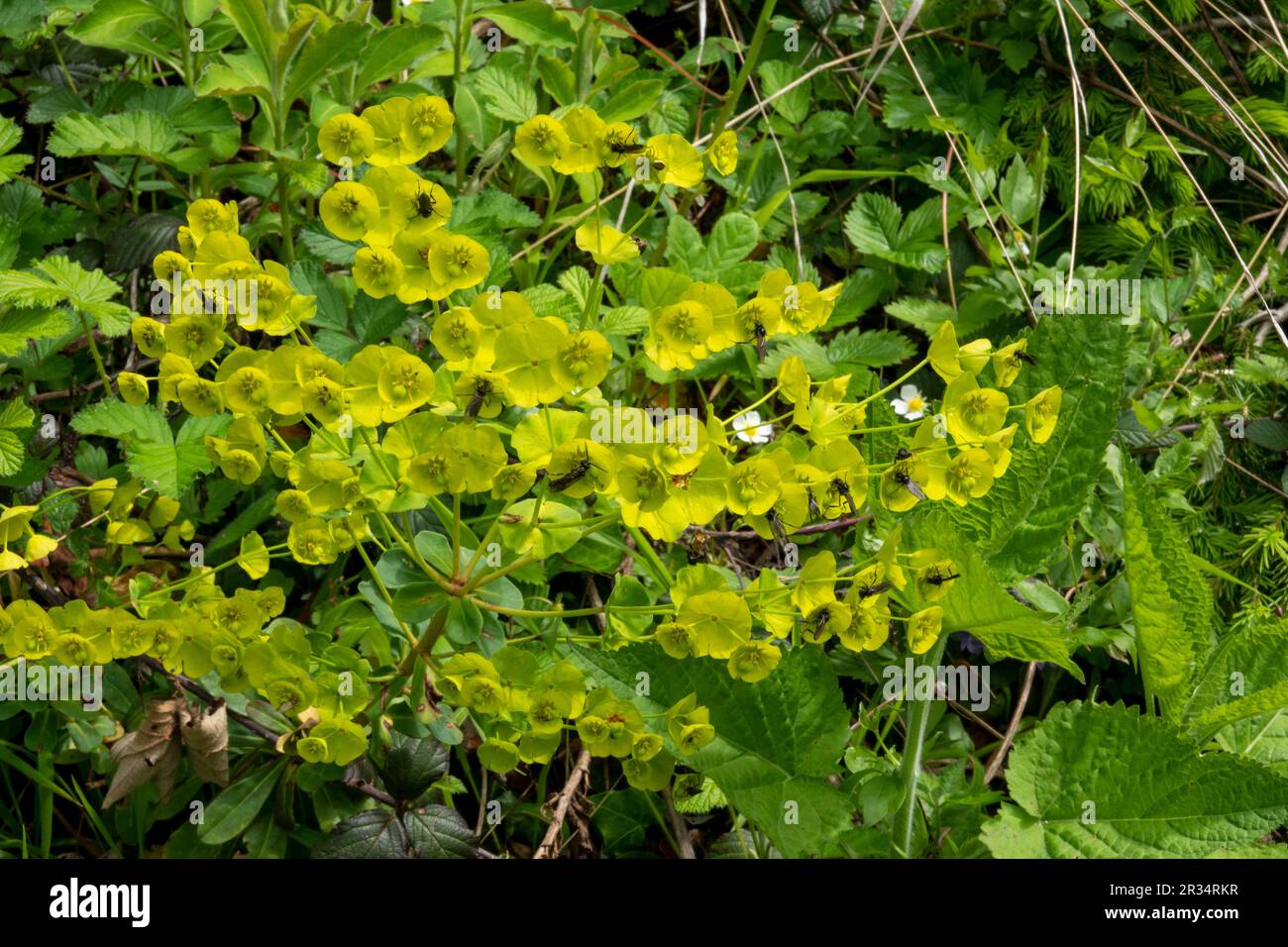 Euphorbia amygdaloides . Wood spurge . Mandelblättrige Wolfsmilch, Stock Photo