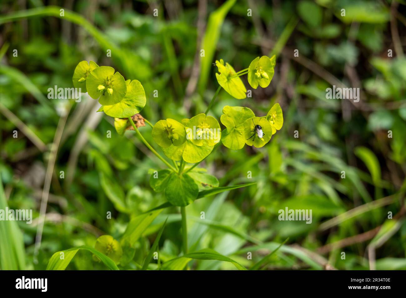 Euphorbia amygdaloides . Wood spurge . Mandelblättrige Wolfsmilch, Stock Photo