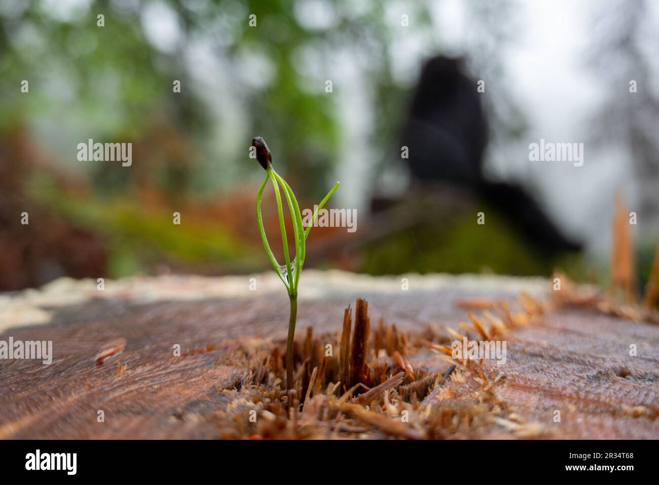 Tree seedling . Baby tree . Baumsämling . Babybaum Stock Photo Alamy
