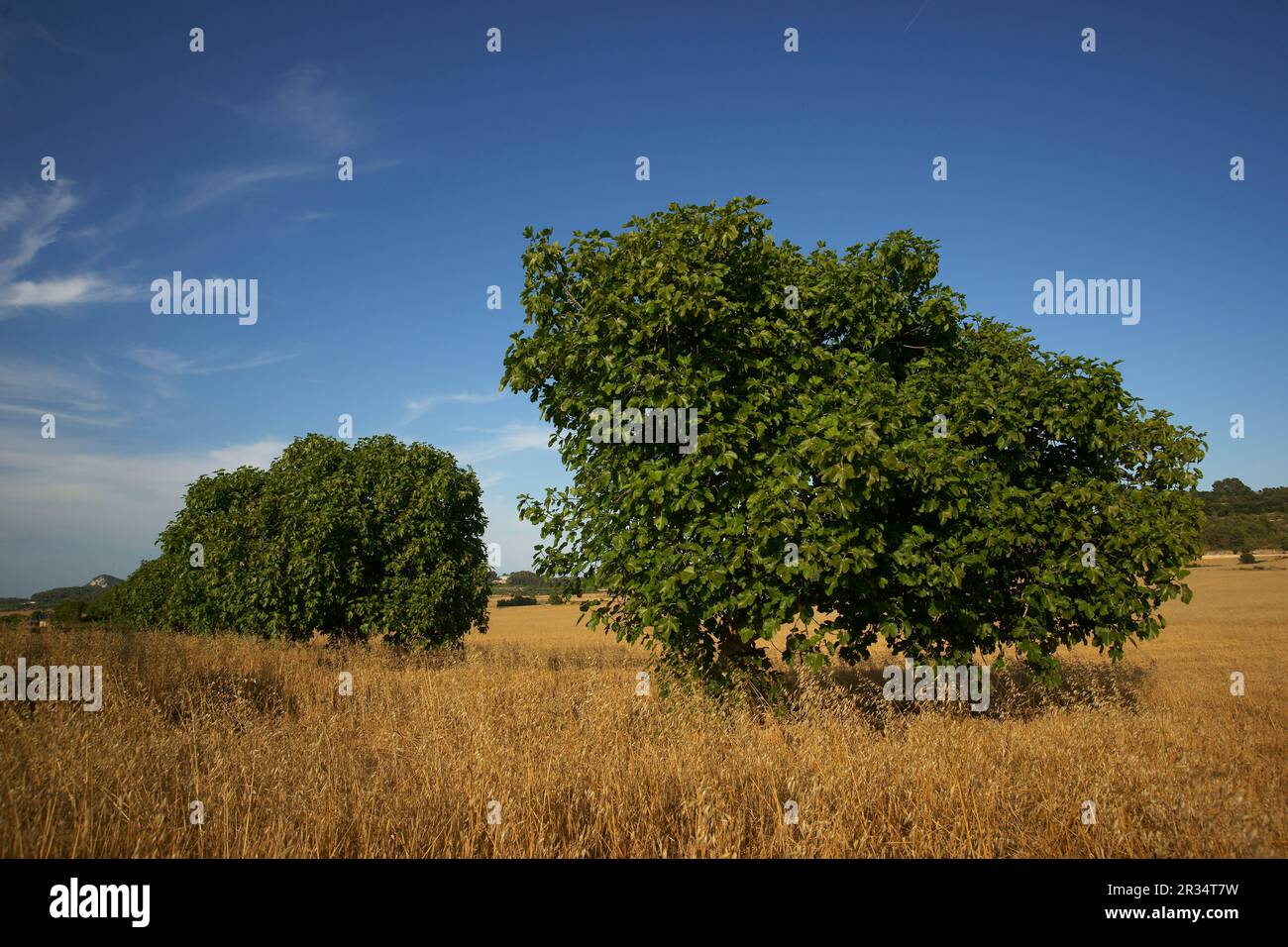 Hojas de cereales hi-res stock photography and images - Alamy