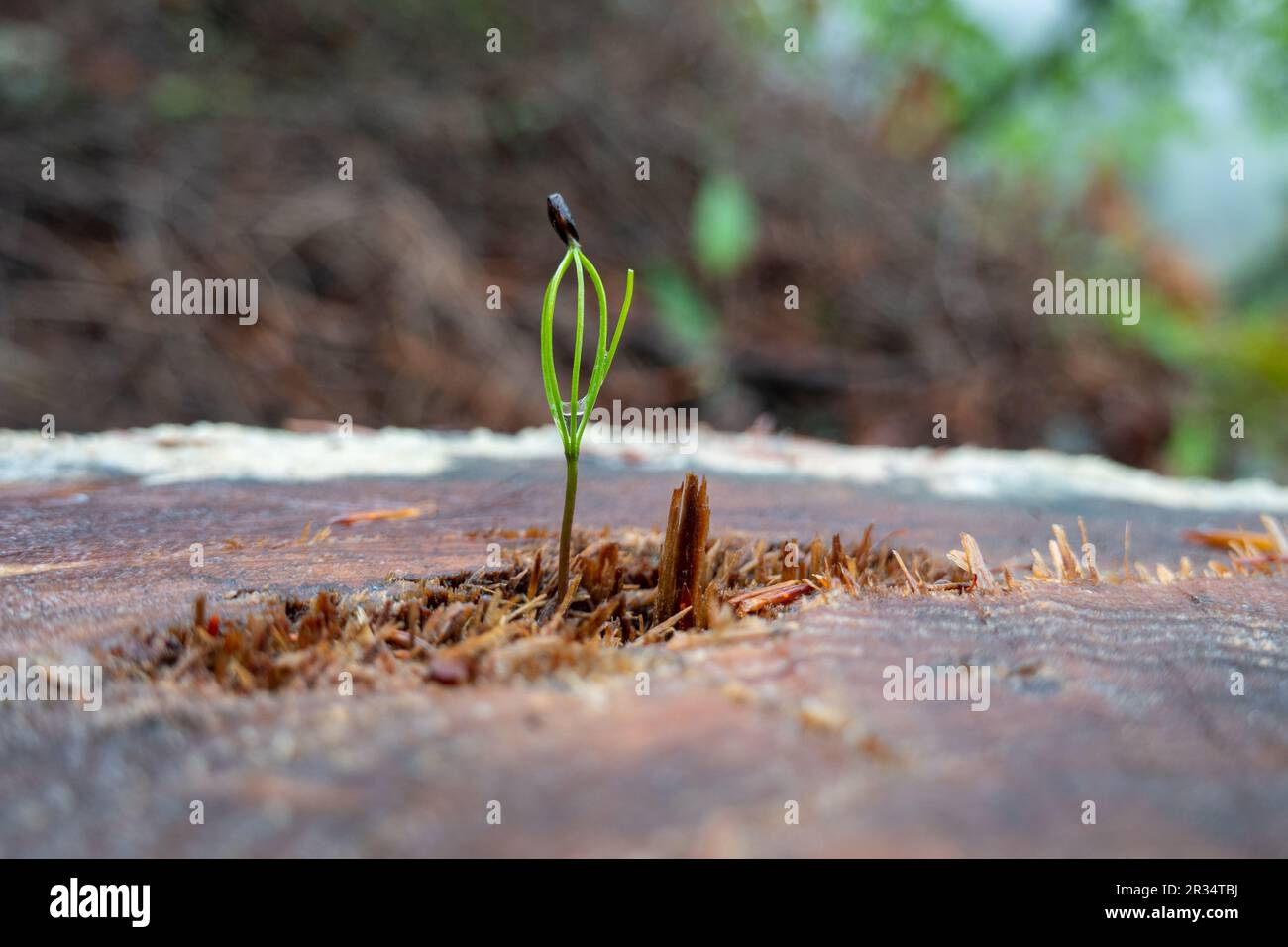 Tree seedling . Baby tree . Baumsämling . Babybaum Stock Photo Alamy