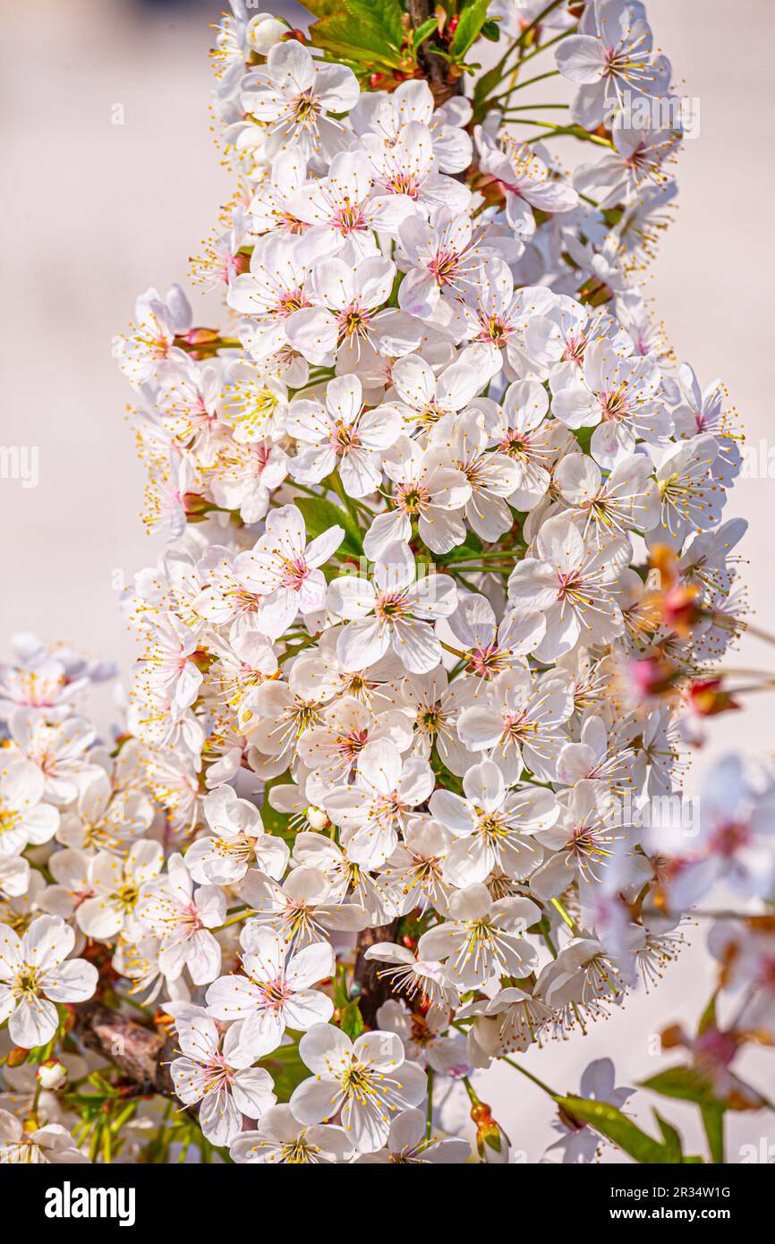 Flowering of cherry. White flowers petal spring beauty nature Stock Photo