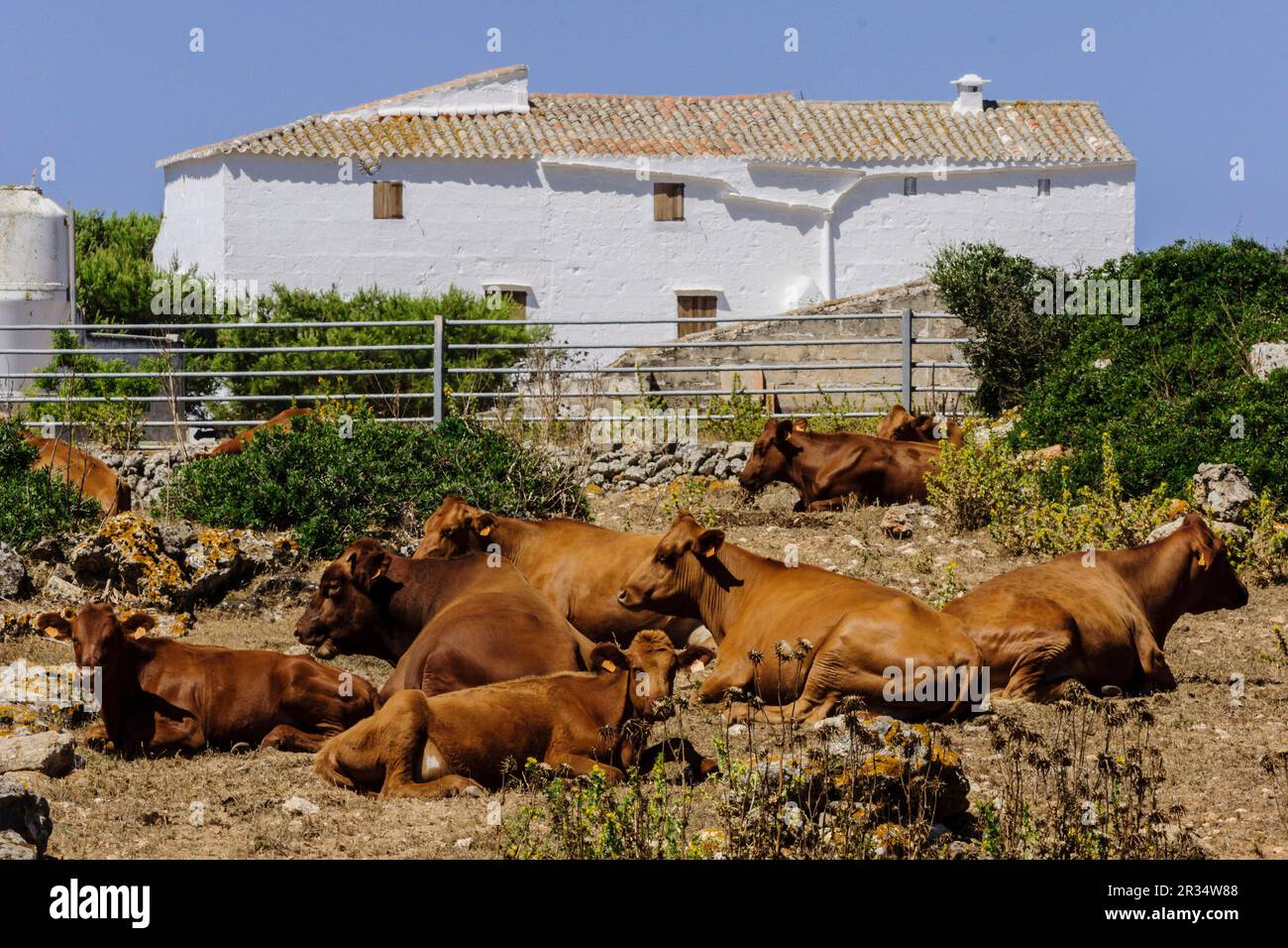 Vacas de raza menorquina, finca Es Tudons, Ciutadella, Menorca, Islas Baleares, españa, europa. Stock Photo