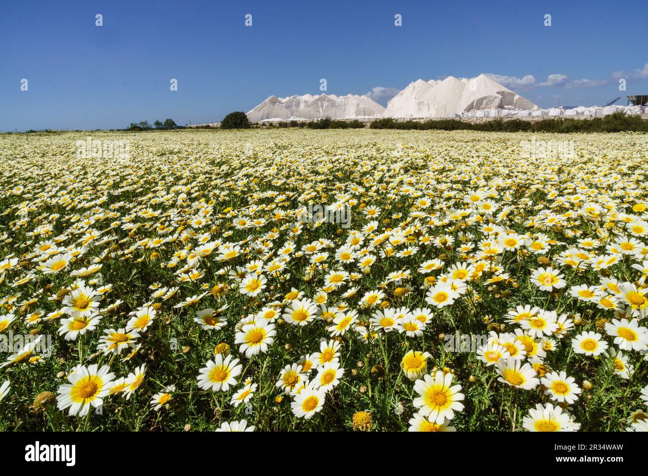 primavera en el salobrar de campos, Ses Salines, Mallorca,Islas Baleares,Spain. Stock Photo