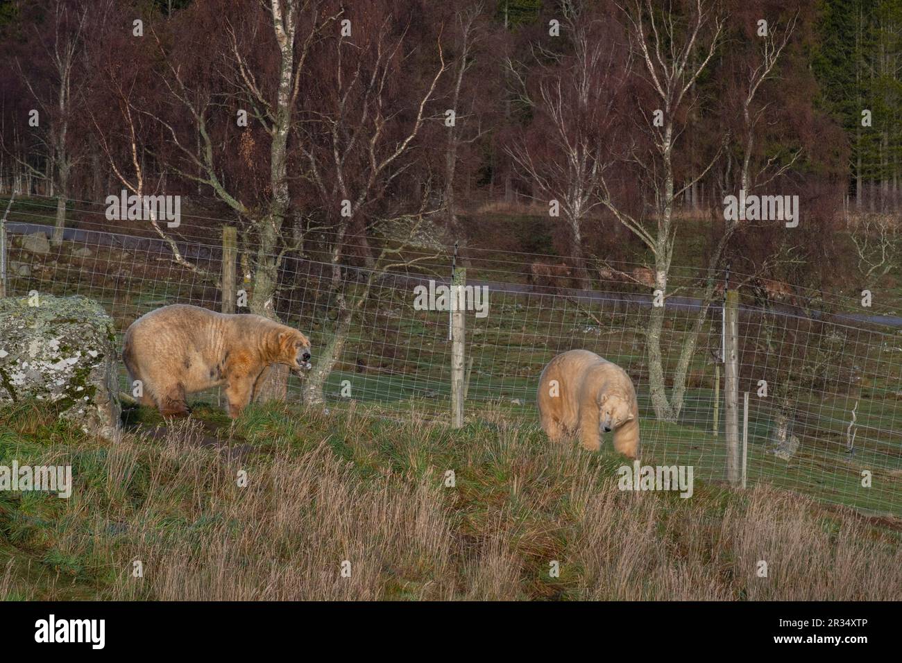 oso polar (Ursus maritimus), Highland Wildlife Park, kincraig, Parque Nacional Cairngorms, Escocia, Reino Unido. Stock Photo