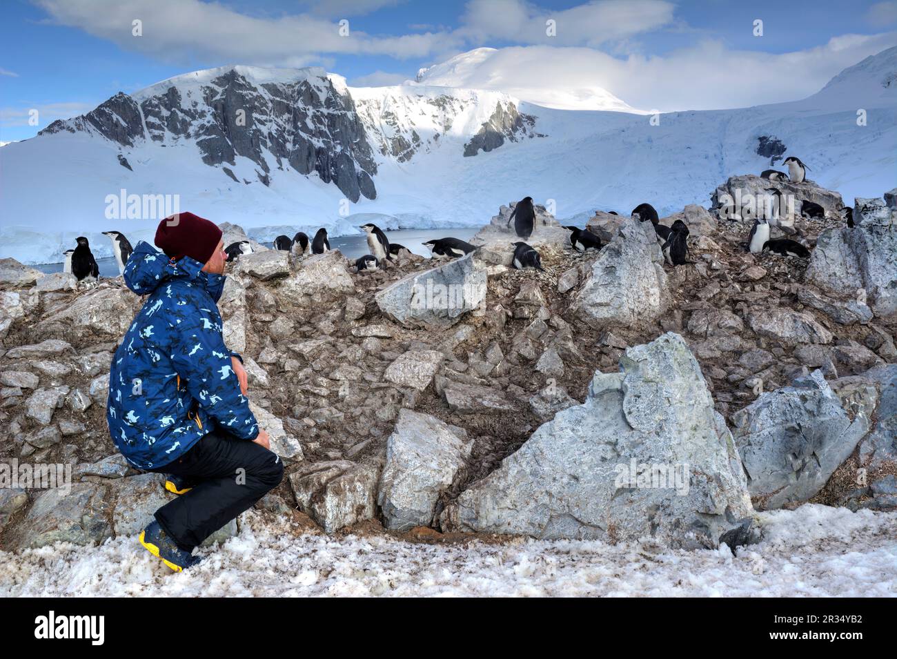 A tourist sits next to penguins in Antarctica Stock Photo