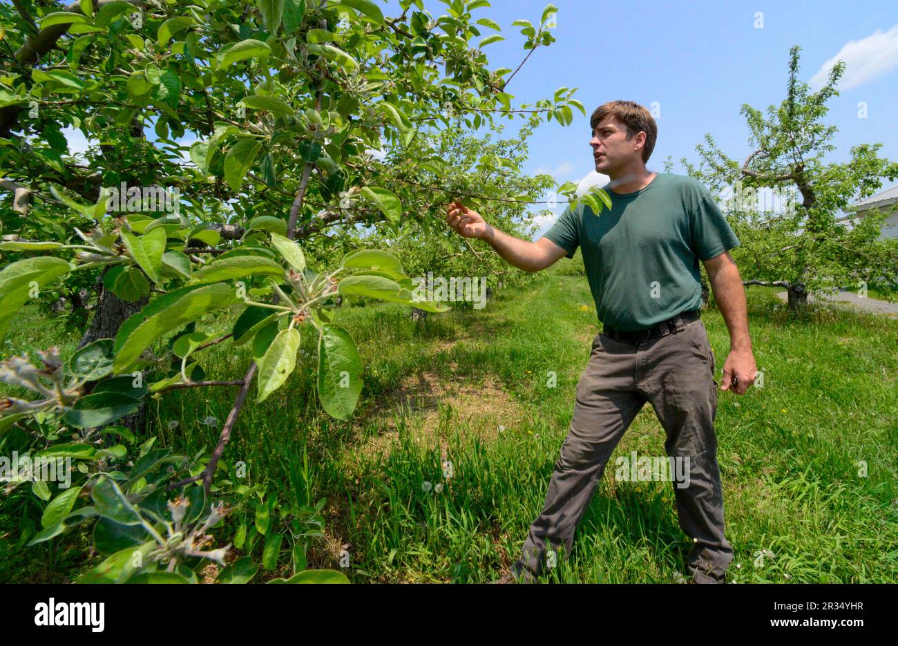 Casey Darrow, coowner of Green Mountain Orchard in Putney, Vt., cuts