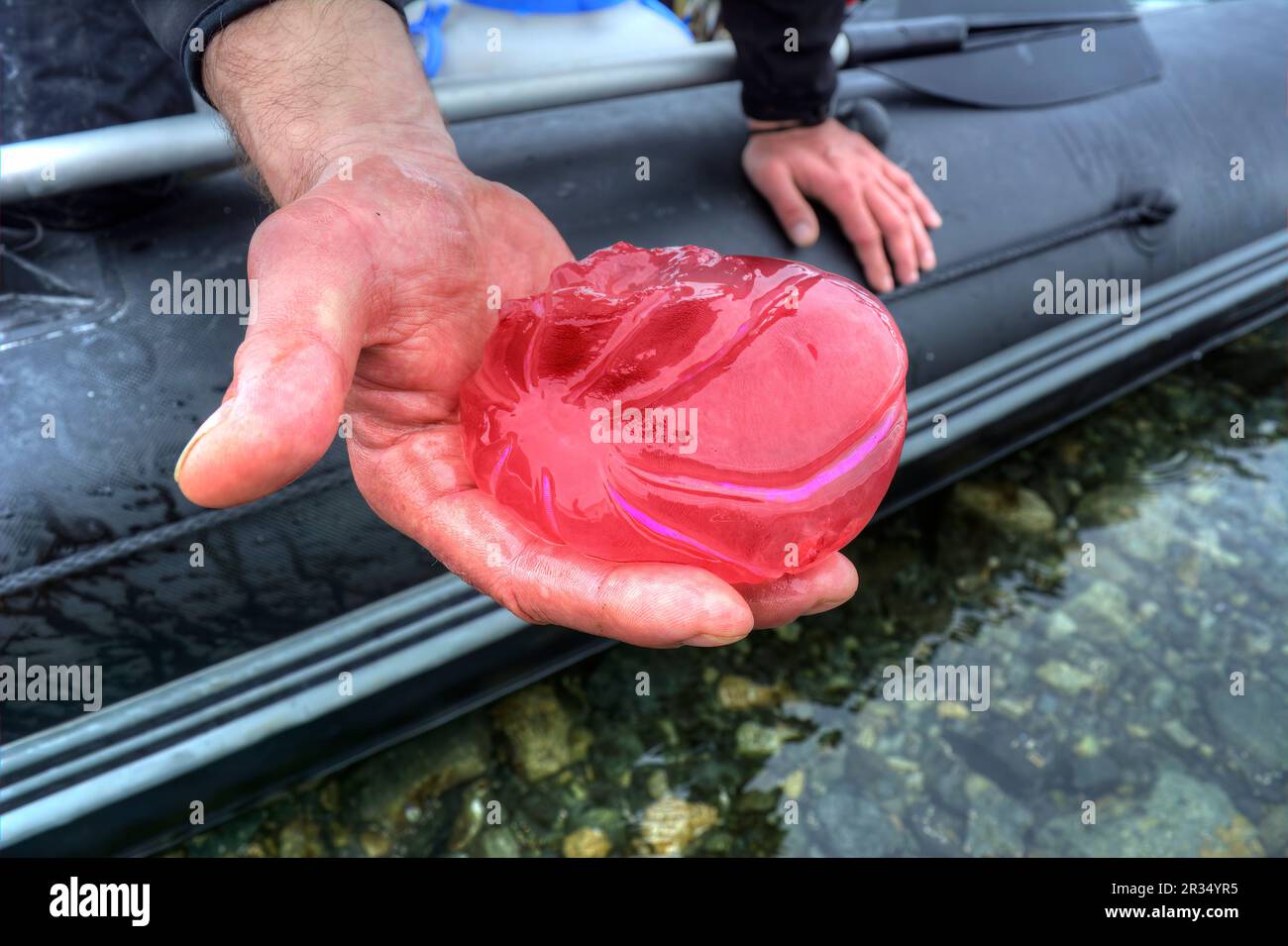 A beautiful red jellyfish lies on the palm of a man in Antarctica. Stock Photo