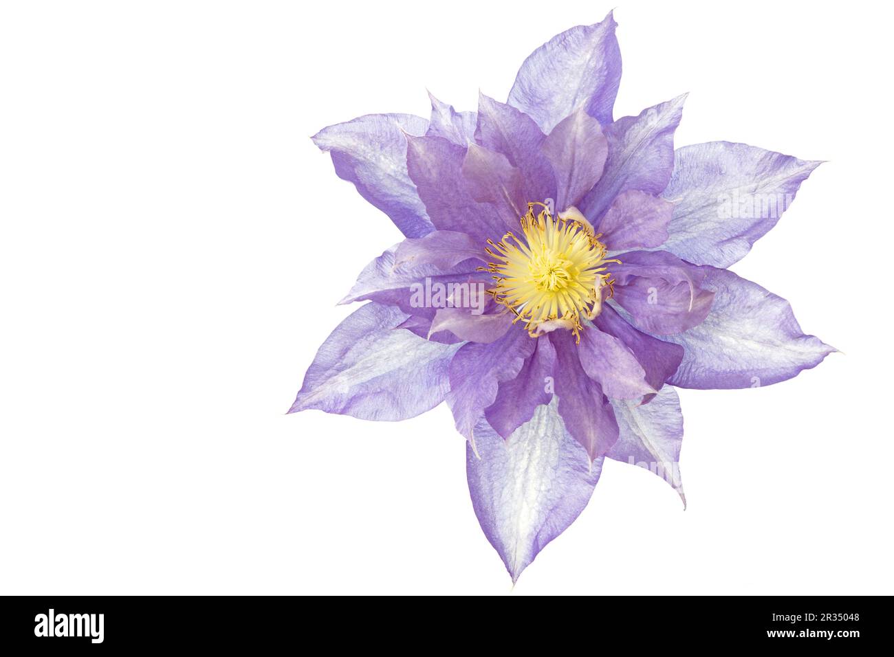 Single flower wild growing Cut Out Stock Images Pictures Alamy