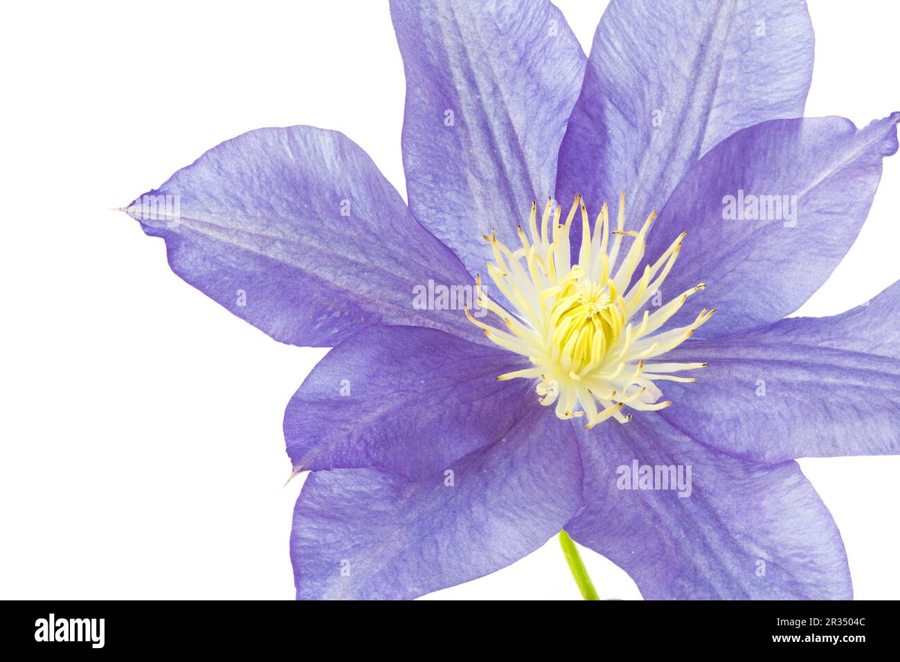 Einzelne Blüte einer Clematis, freigestellt Stock Photo