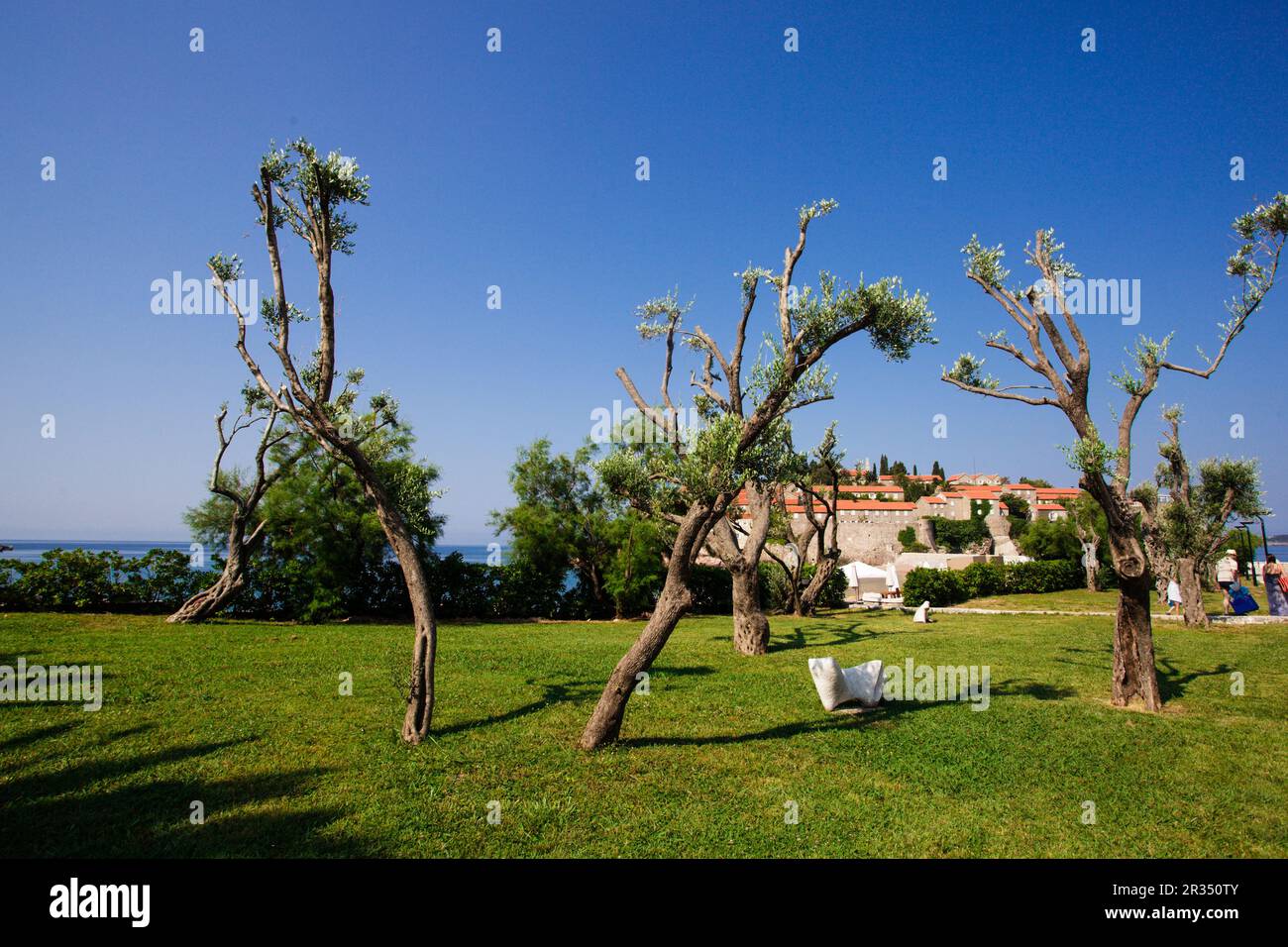 Decorative olive tree Stock Photo