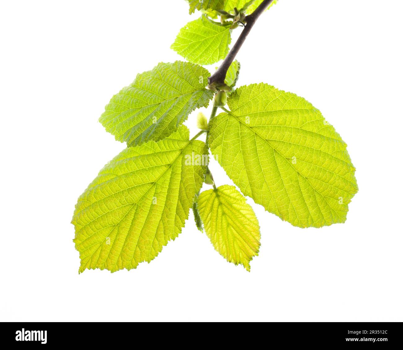 Green leaves ecology hi-res stock photography and images - Alamy