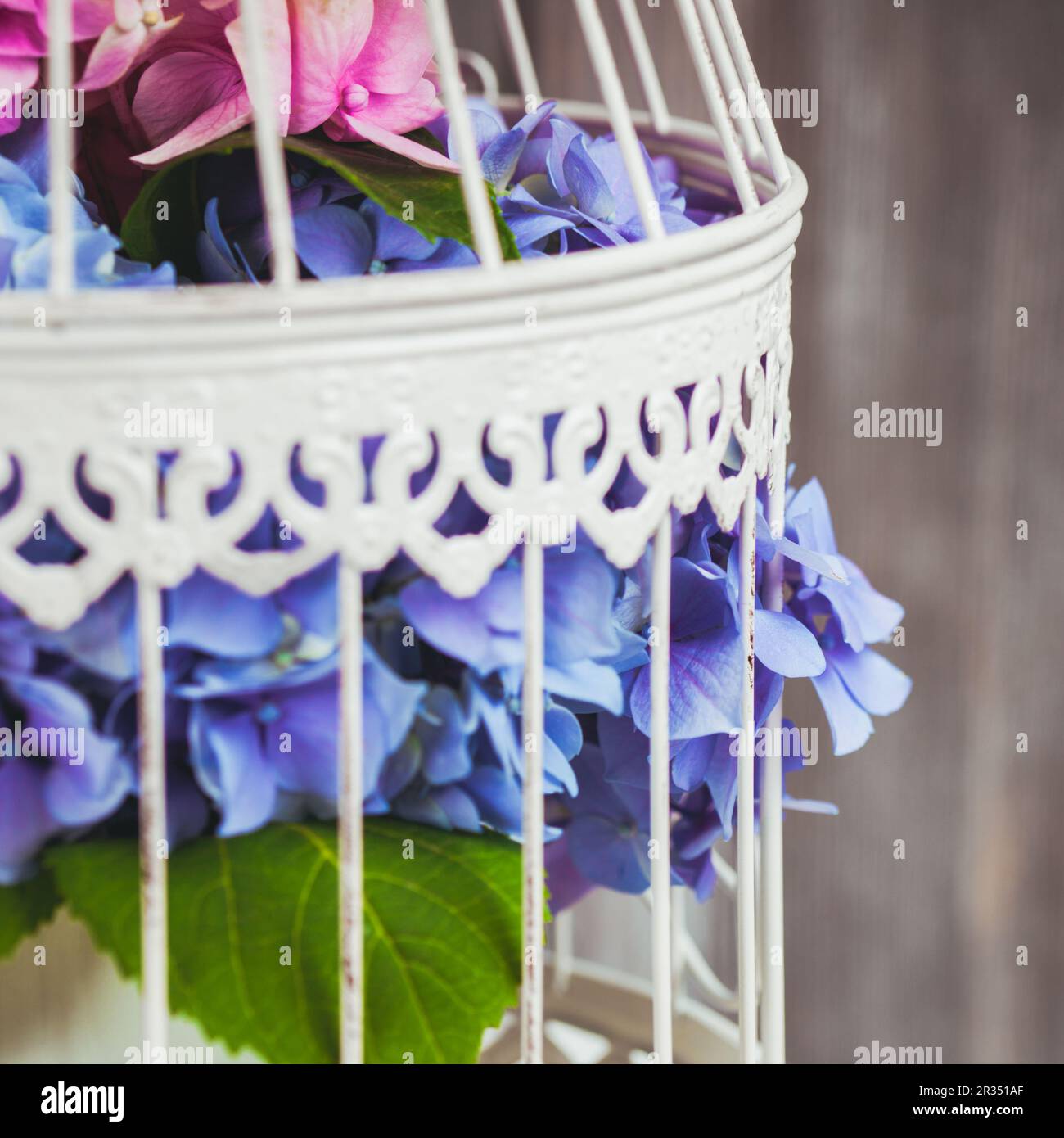 Vase beautiful hydrangea flower hi-res stock photography and images - Alamy