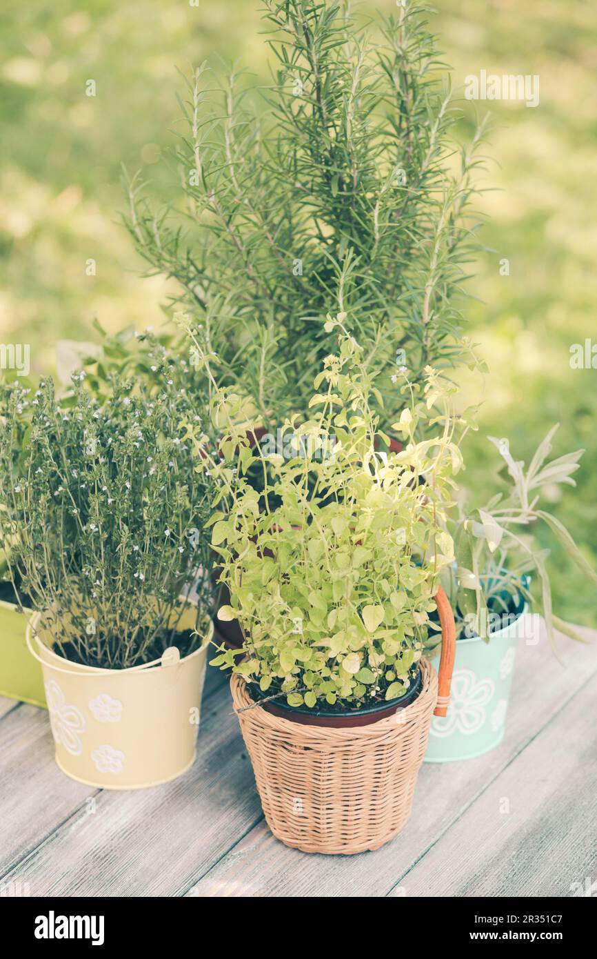 Collection of herb plants hi-res stock photography and images - Alamy