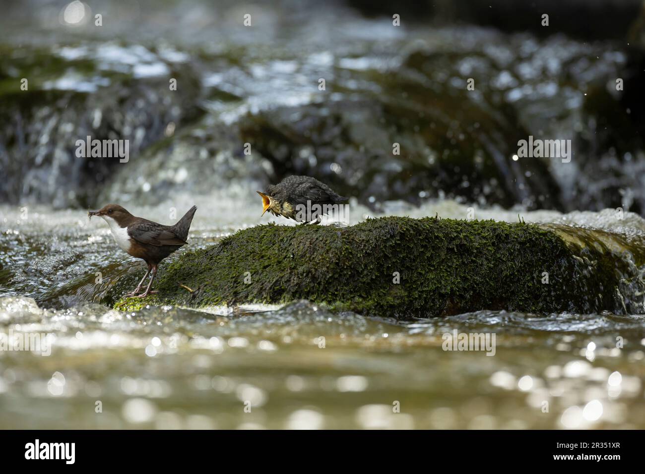 Dipper (Cinclus cinclus) adult hunting on a fast flowing river with young begging Stock Photo