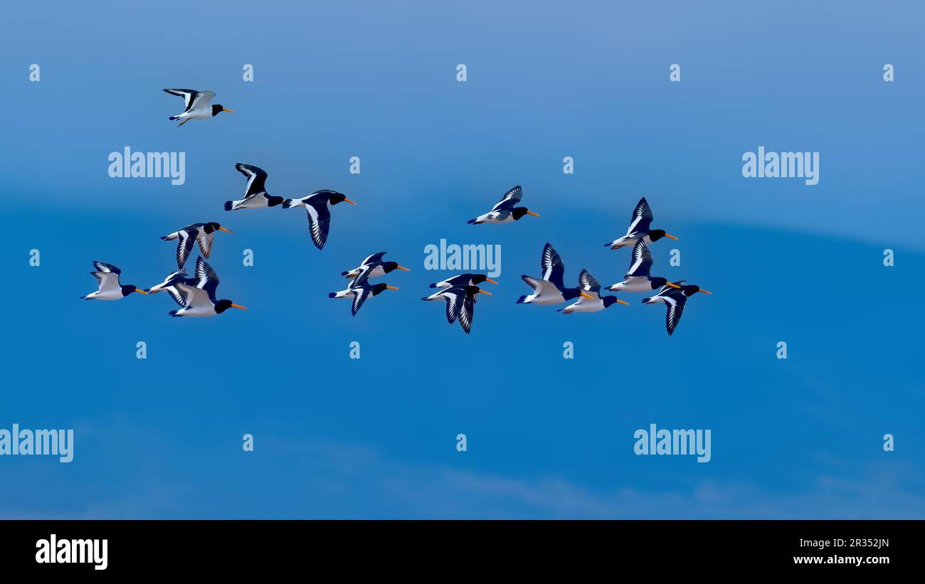 Flock of oyster catchers flying in a blue sky Stock Photo