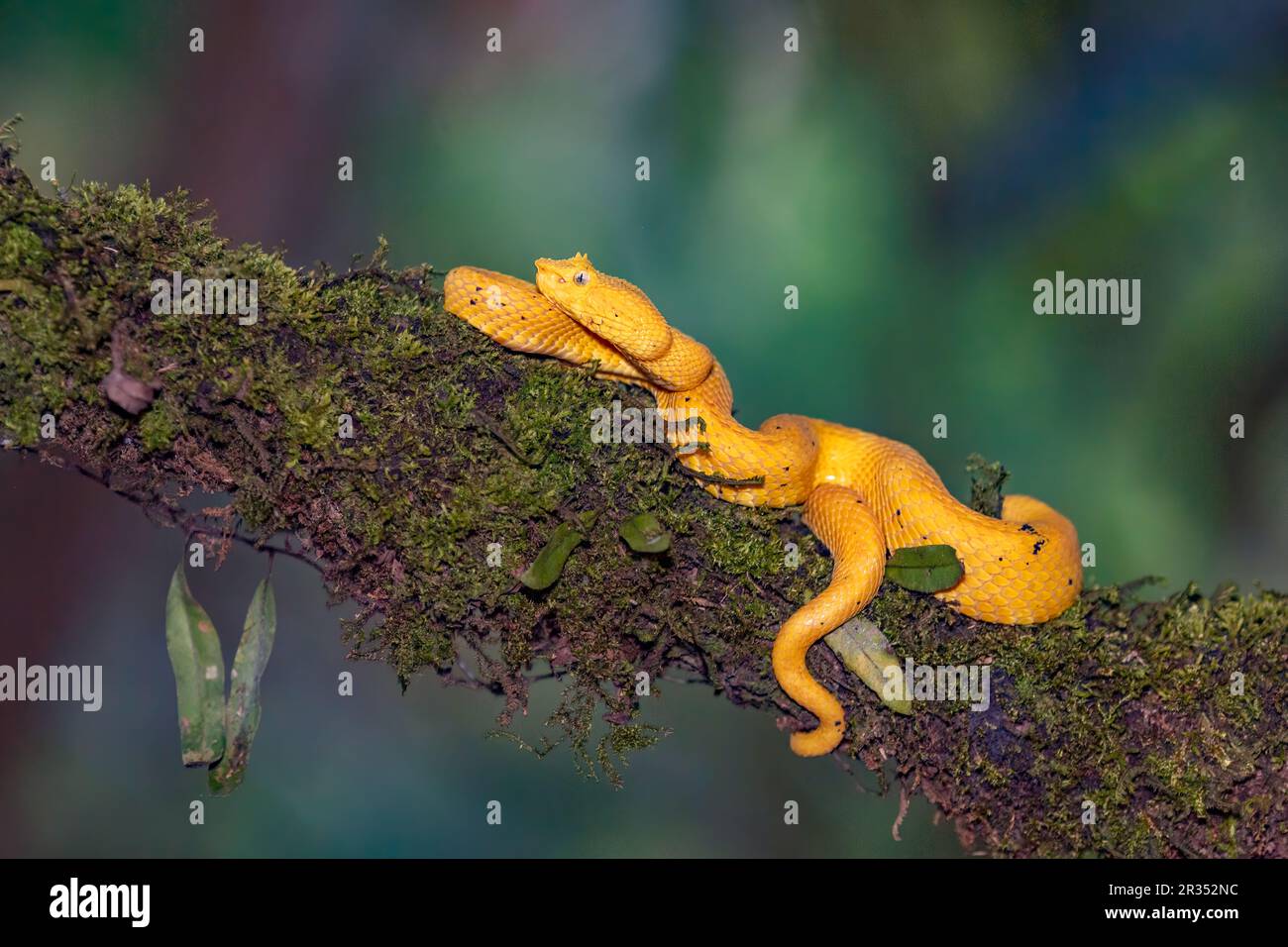 Eyelash Palm-Pitviper (Bothriechis schlegelii). Yellow color morph  from Laguna Lagarto, Costa Rica. (Staged photo). Stock Photo