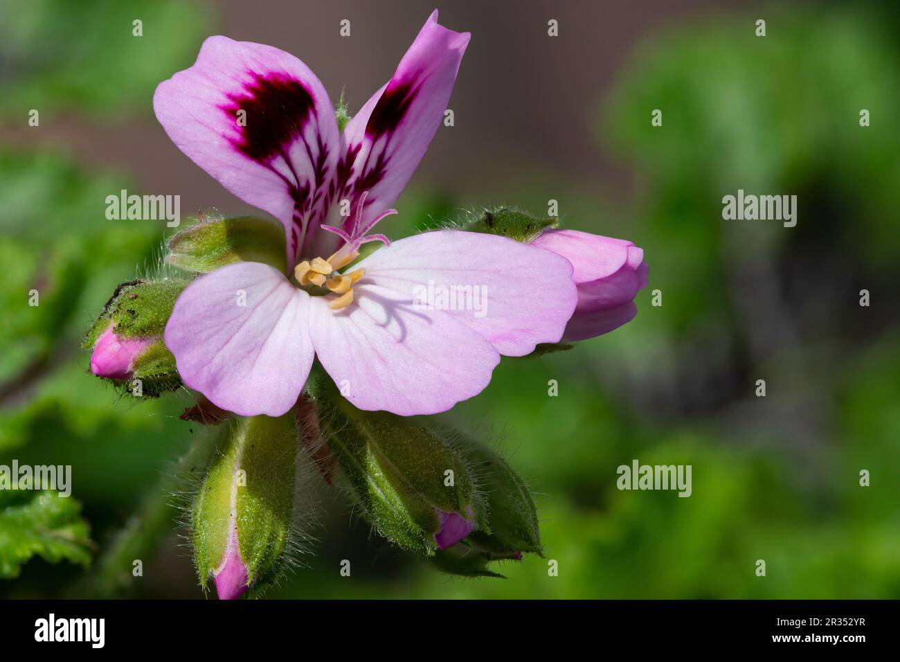 Macro shot of a royal oak oakleaf geranium (pelargonium quercifolium) flower in bloom Stock Photo