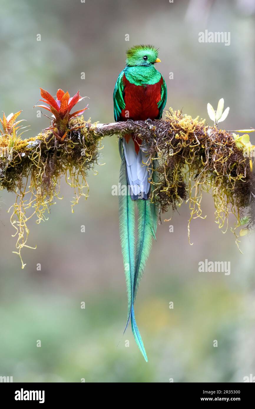 Resplendent quetzal (Pharomachrus mocinno, male) from Tres de Junio