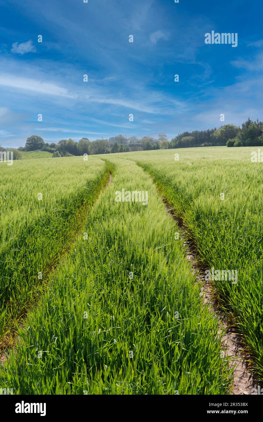 Farm field of growing, green wheat crop in spring, blue sky Stock Photo