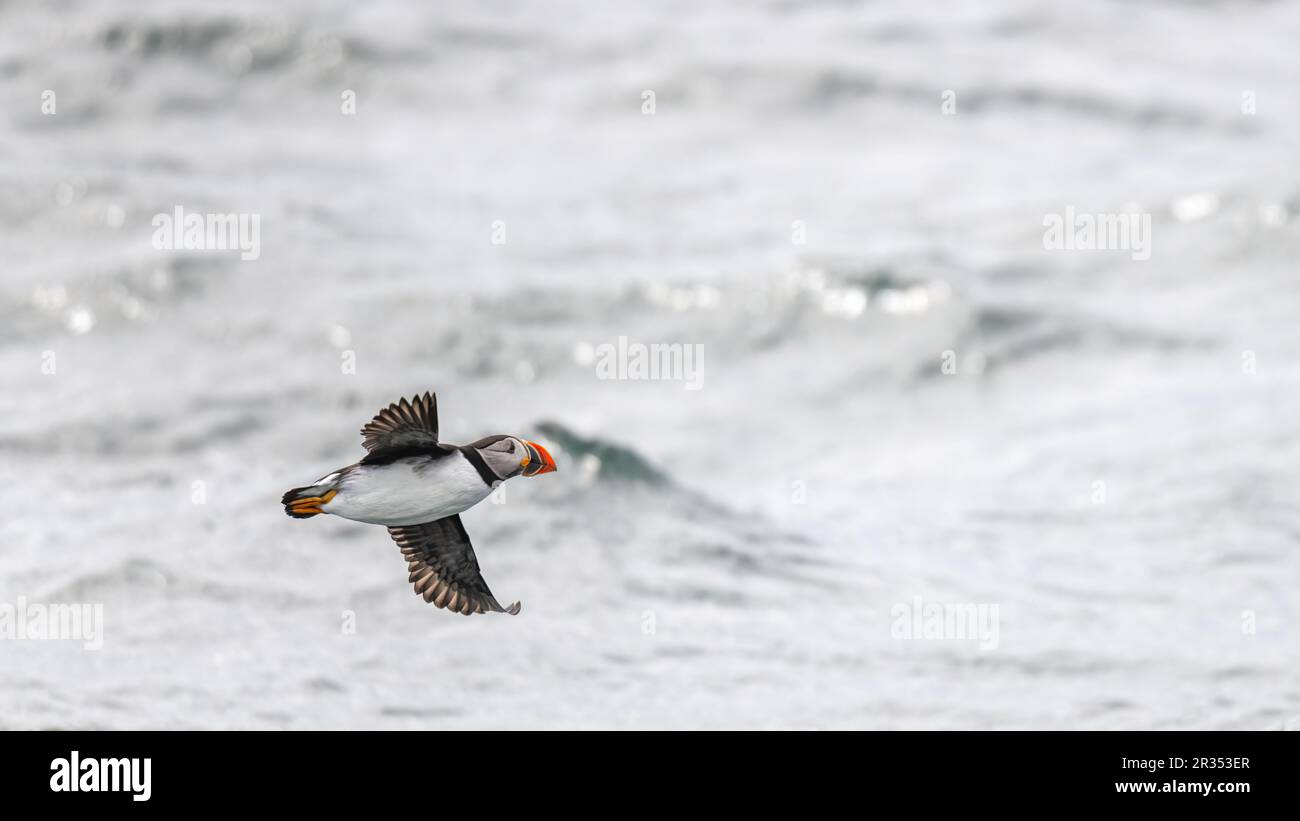 An Atlantic Puffin (Fratercula arctica) flying over the surface of the Atlantic ocean off the coast of Maine, USA. Stock Photo