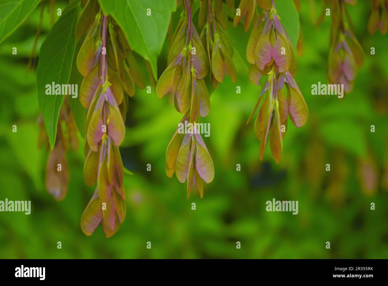 Acer negundo, box elder fruit and leaves on branch closeup selective focus. Stock Photo