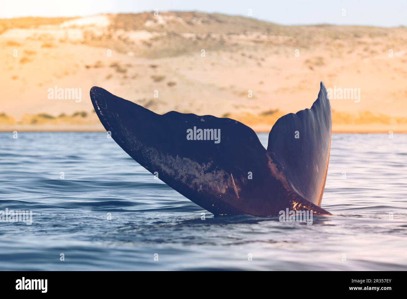 Southern Right Whale tail, Peninsula Valdes, Patagonia, Argentina Stock ...
