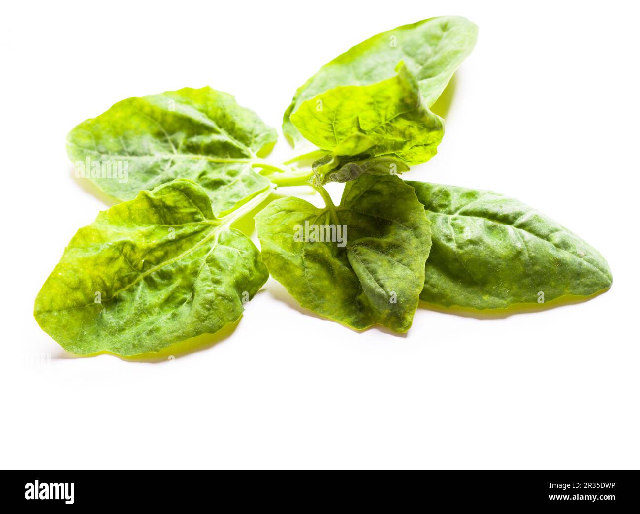 Spinach leaves isolated Stock Photo - Alamy