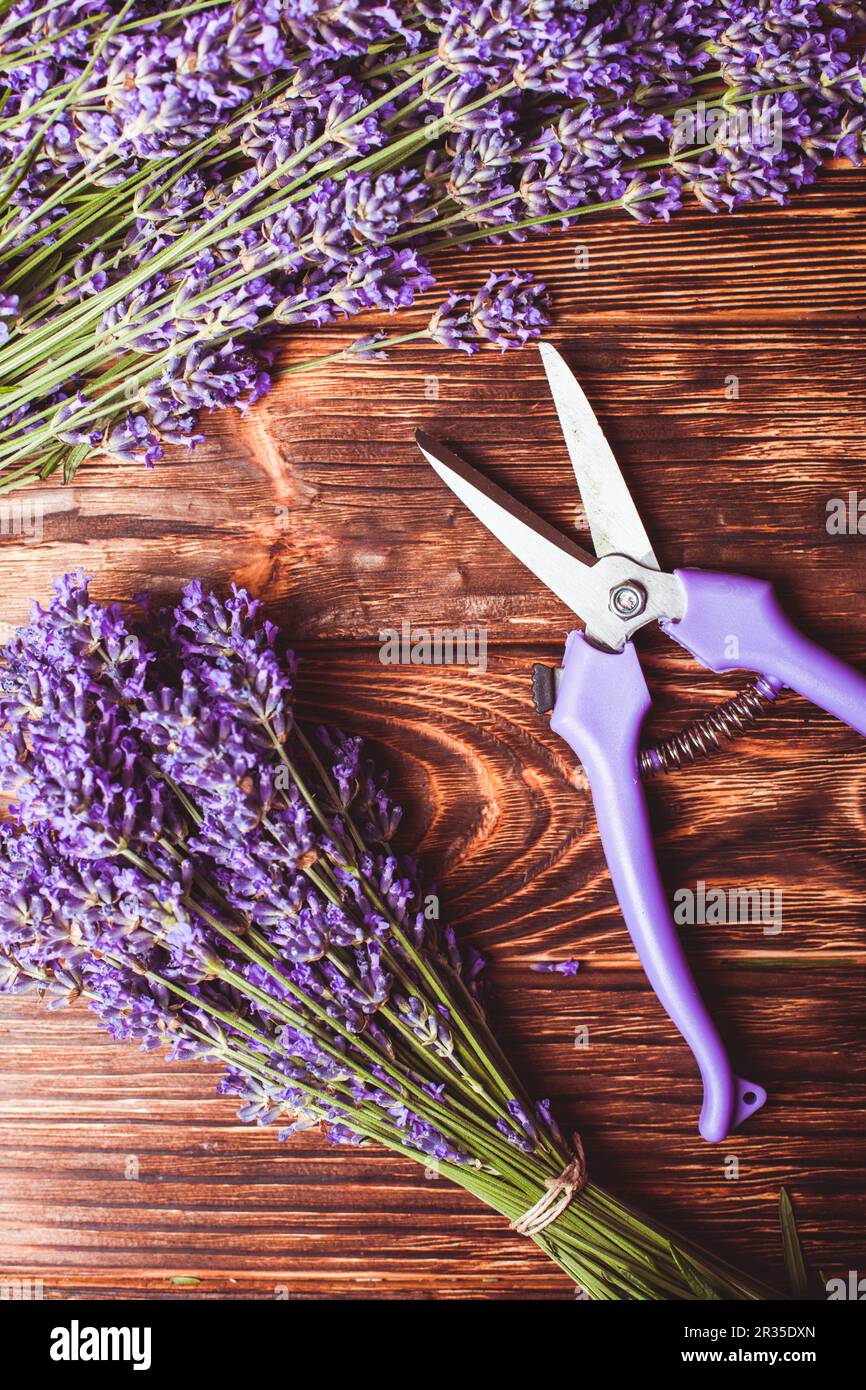 The Lavender cutting Stock Photo Alamy
