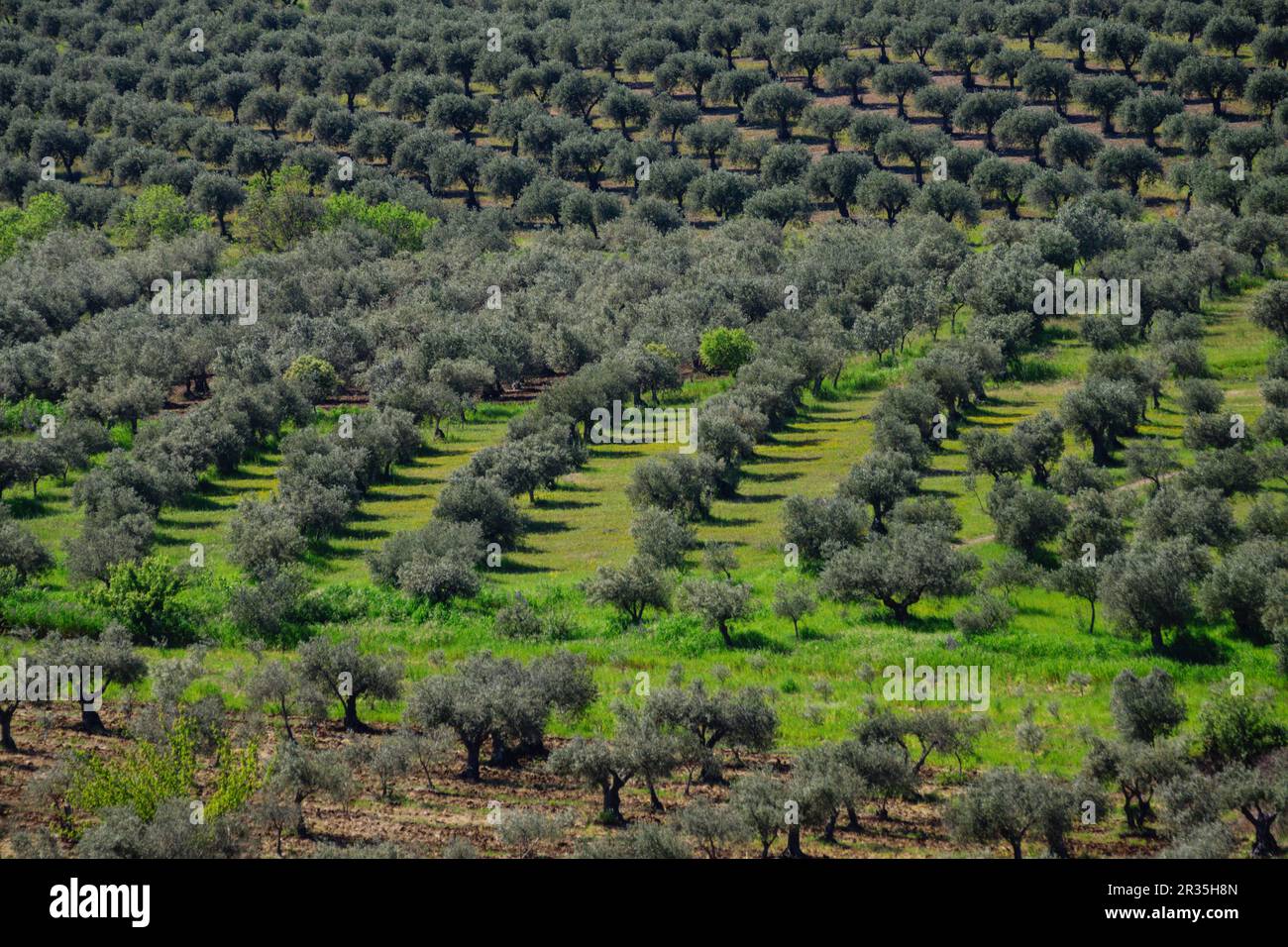 Cultivo de campo verde hi-res stock photography and images - Alamy