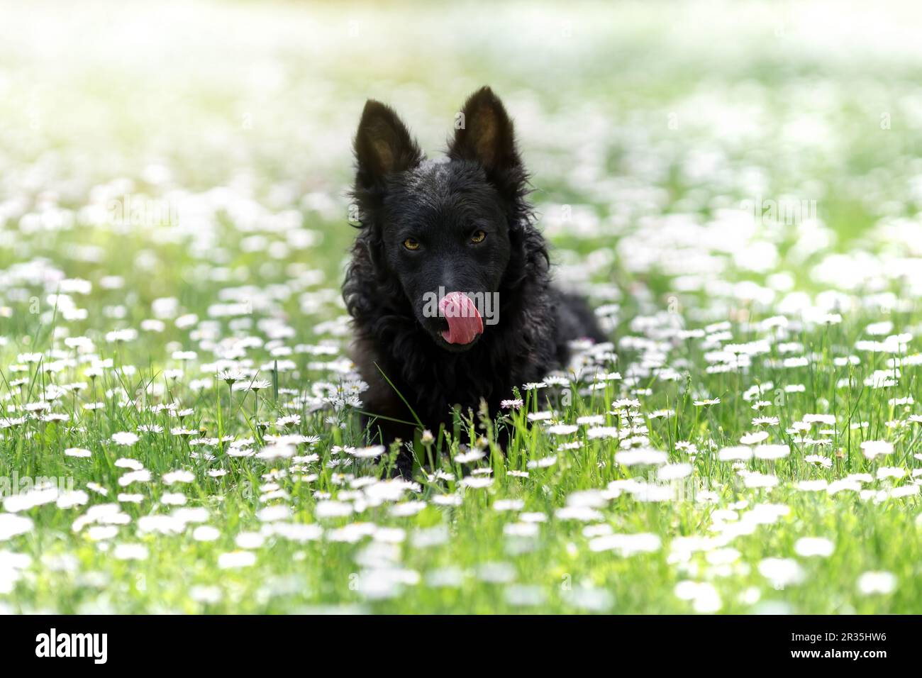 Black mudi dog licking nose with a tongue Stock Photo
