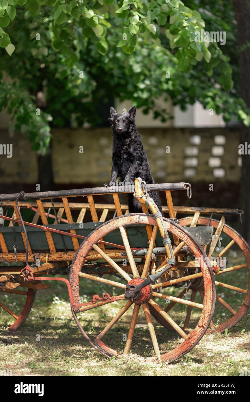 Black mudi dog in traditional wooden cart Stock Photo