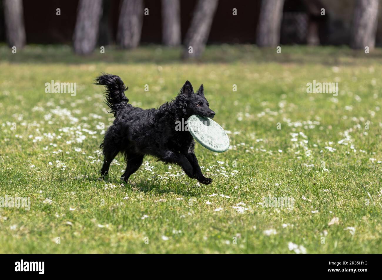 Black mudi dog playing with frisbee disc Stock Photo