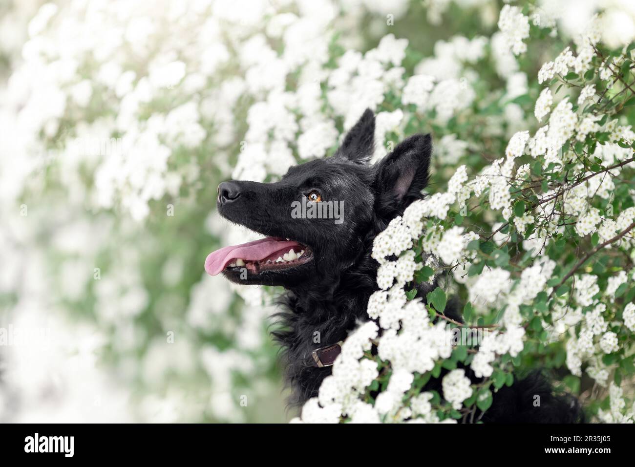 Close up portrait of hungarian black mudi dog in white flowers Stock Photo