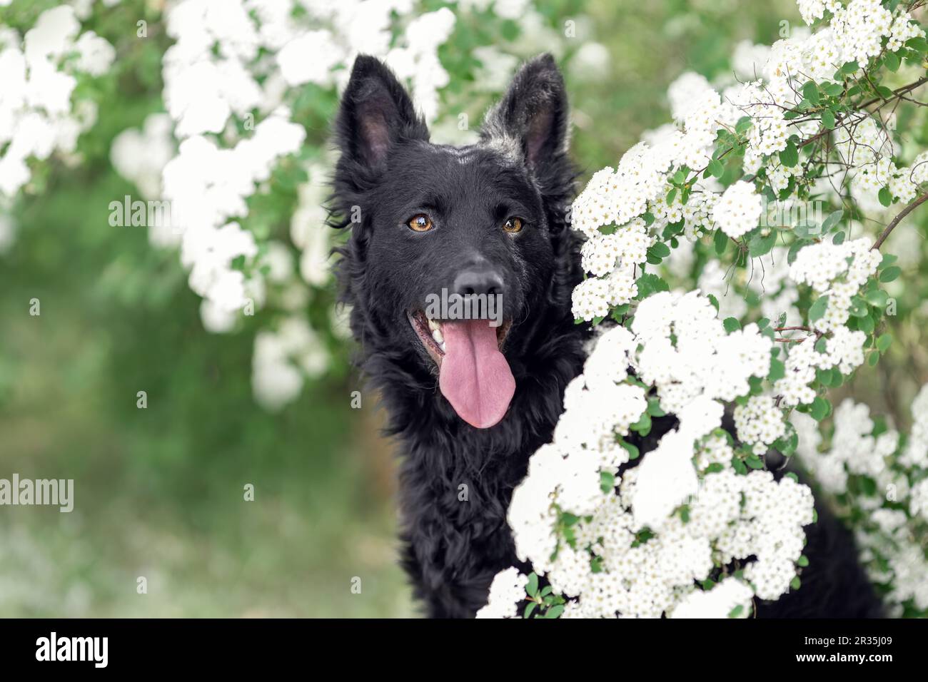 Close up portrait of hungarian black mudi dog at summer Stock Photo