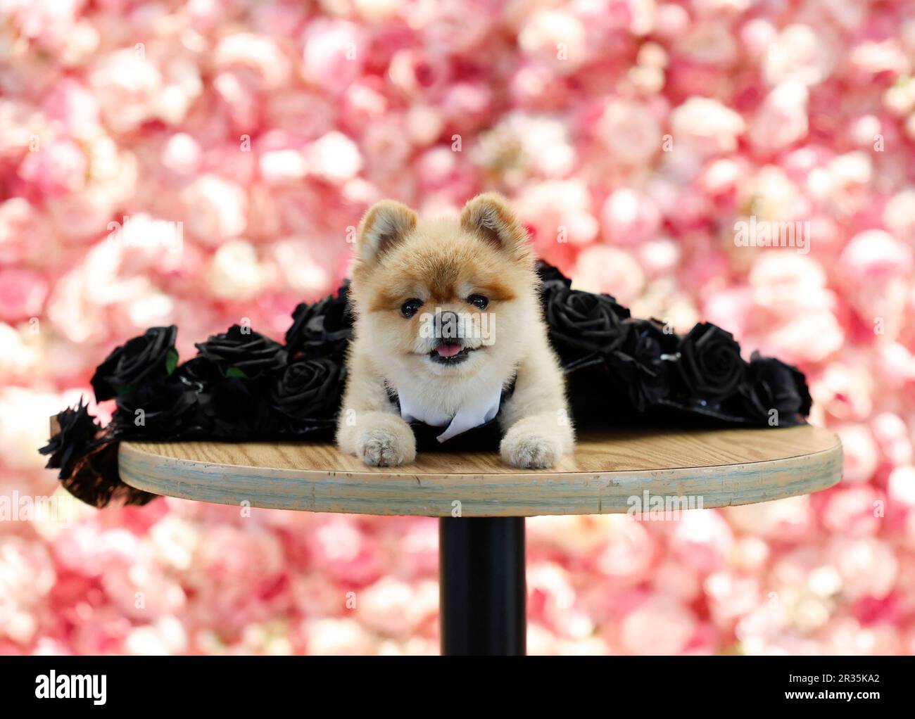 New York, United States. 22nd May, 2023. Darla, a Pomeranian dressed in recreated Met Gala look of Cardi B, participates in The Pet Gala by Anthony Rubio Designs in New York City on Monday, May 22, 2023. Cat and Canine Models included pets from shelters, rescue groups, social media influence such as SunglassCat, Livie The Mork, Little Skittle, Gizmo, Layla, the designers' dogs Bog & Kimba among others. Photo by John Angelillo/UPI. Credit: UPI/Alamy Live News Stock Photo