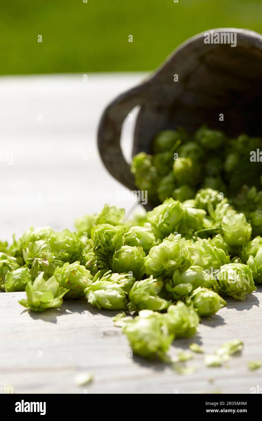 Hops umbels falling from an fallen container Stock Photo - Alamy