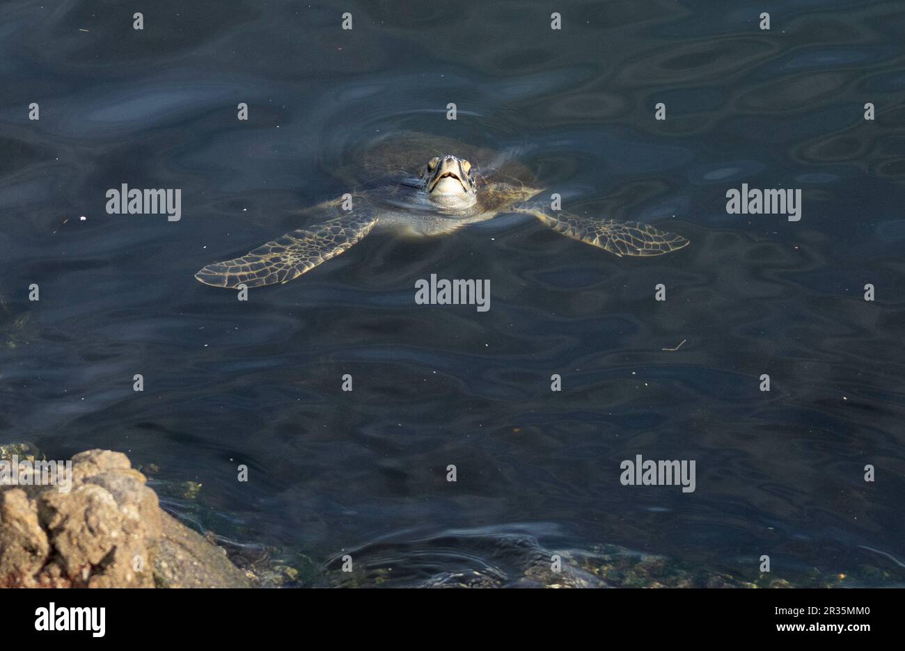 A sea turtle swims in the coast of the polluted Guanabara Bay, during ...