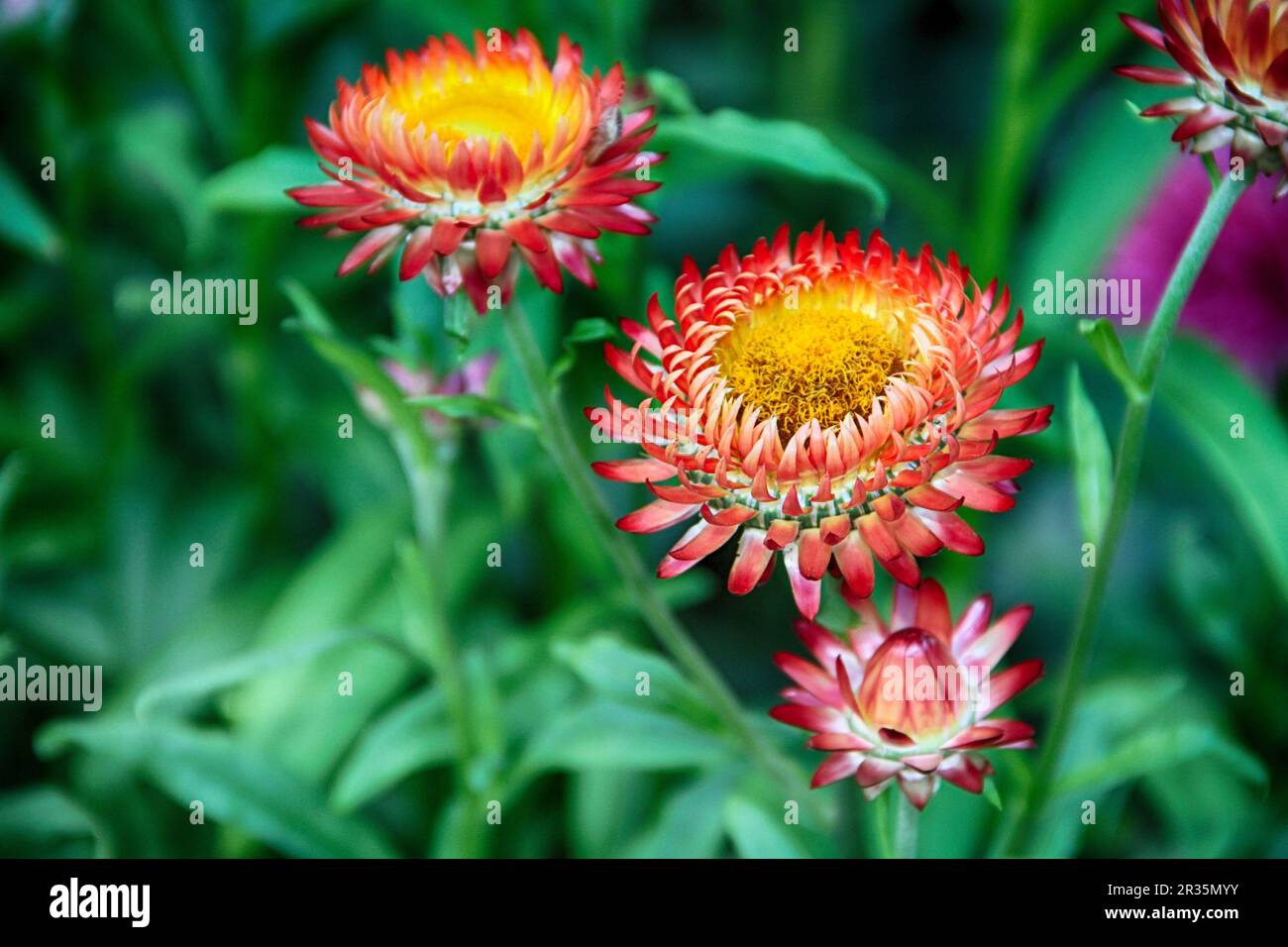 Multi flower plant hi-res stock photography and images - Alamy