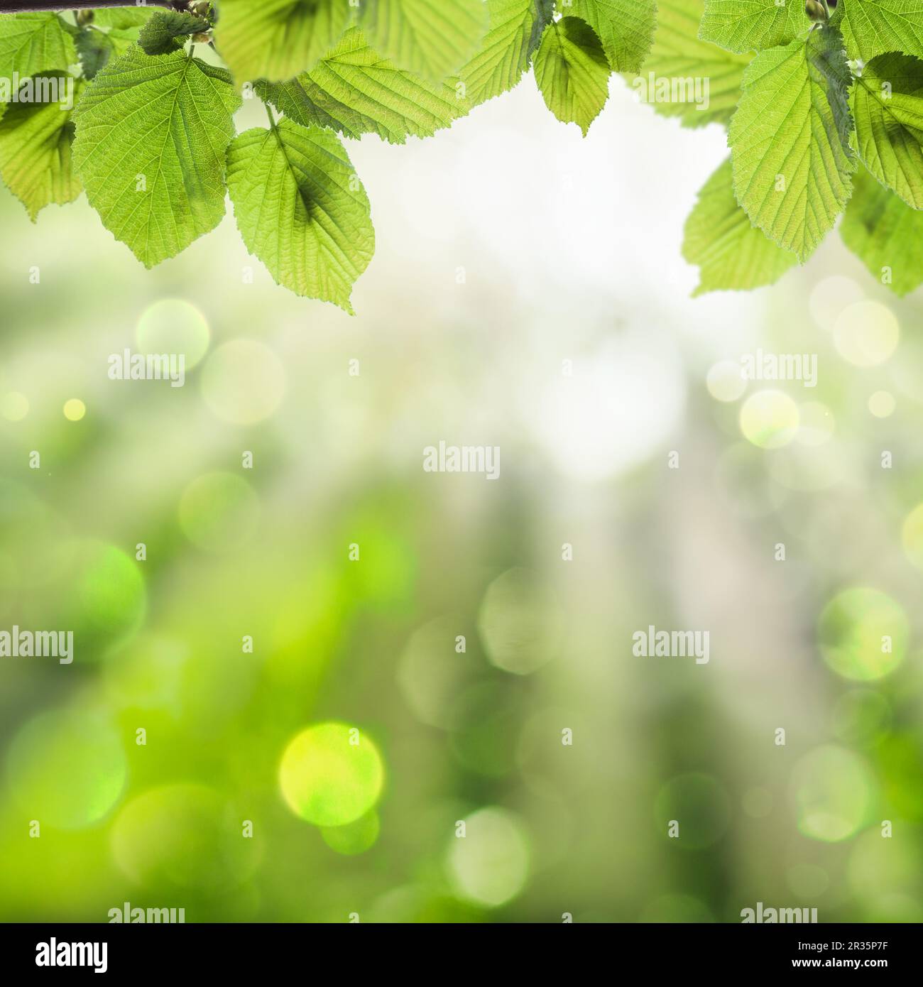 Spring green background Stock Photo